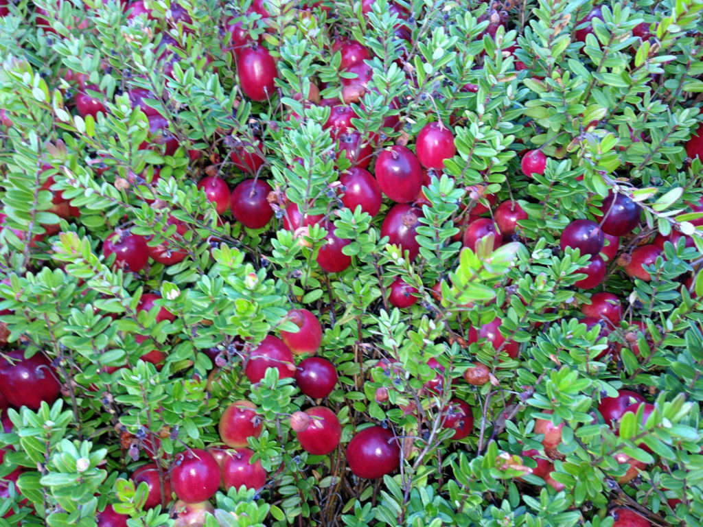 How to Use The Cranberry Plant Phenology Growing Degree Day Model ...